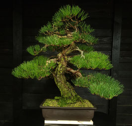 Japanische Schwarzkiefer - art.#N30