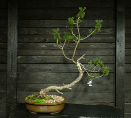 Bergkiefer - art.#YS7