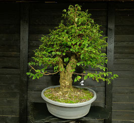 Schwarze Zelkove - art.#P18