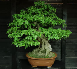 Hainbuche - art.#L75