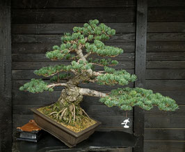 Mädchenkiefer - art.#N13