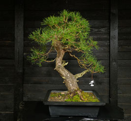 Waldkiefer - art.#N80