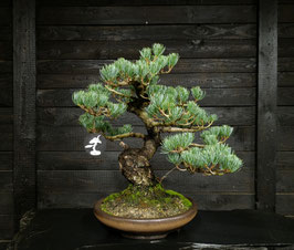 Mädchenkiefer - art.#N38