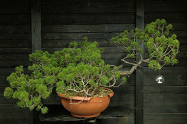 Bergkiefer - art.#Y93