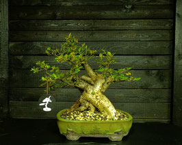 Cotoneaster - art.#L48