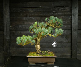 Mädchenkiefer - art.#N24