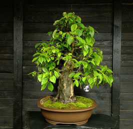 Chinesische Holzquitte - art.#L26