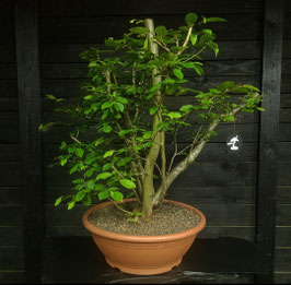 Hainbuche - art.#YL11