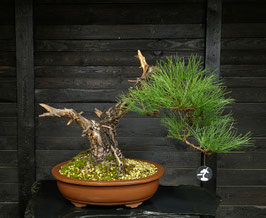 Europäische Schwarzkiefer - art.#N23