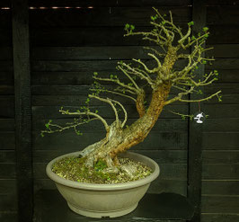 Weissdorn - art.#YL2