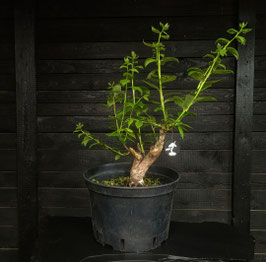 Blaubeere - art.#YL19