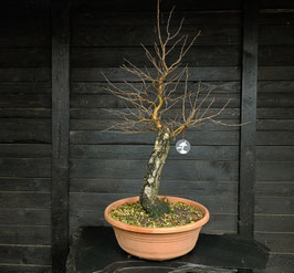 Sandbirke - art.#P20