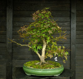 Japanischer Fächerahorn - art.#L28