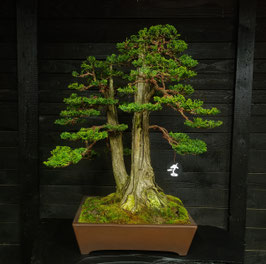 Hinoki Scheinzypresse - art.#N35