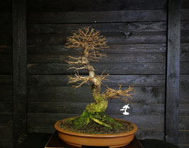 chinesische ulme - art.#L25