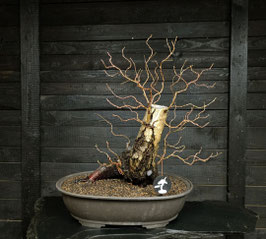 Sandbirke - art.#YL16