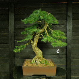 Europäische Lärche - art.#N81