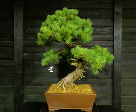 Japanische Mädchenkiefer - art.#N65