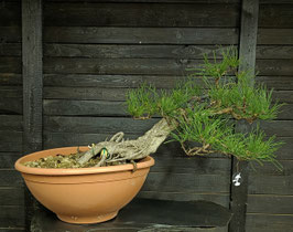 Europäische Schwarzkiefer - art.#Y105