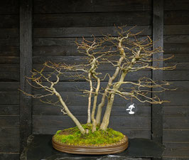 Hainbuche - art.#L63