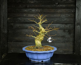 Fächerahorn - art.#L3