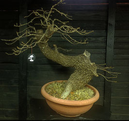 Portugiesische Eiche - Art.#YL1