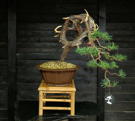 Waldkiefer - art.#N49