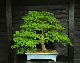 Japanischer Fächerahorn - art.#L65