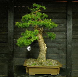 Europäische Lärche - art.#N14