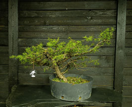 Europäische Lärche - art.#Y100