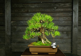Japanische Schwarzkiefer - art.#N41