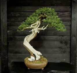 Japanische Eibe - art.#N15