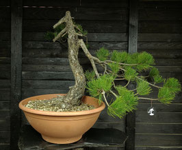 Europäische Schwarzkiefer - art.#Y106