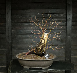 Sandbirke - art.#Y69