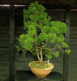 Waldkiefer - art.#Y89