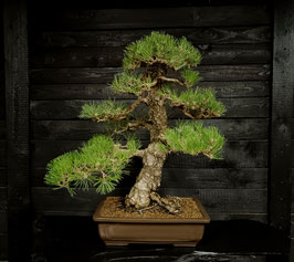 Japanische Schwarzkiefer - art.#N2