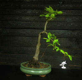 Hainbuche - art.#L60