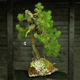 Waldkiefer - art.#N78