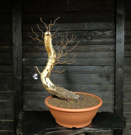 Sandbirke - art.#Y70