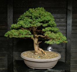 Rotfichte - art.#Y38