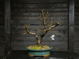 steinweichsel - art.#l4