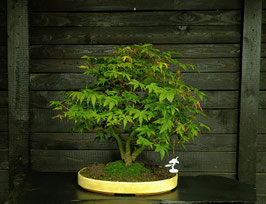 Fächerahorn - art.#L96