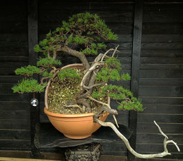 Bergkiefer - Art.#Y1