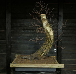 Sandbirke - art.#YL21