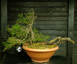 Rotfichte - art.#Y98