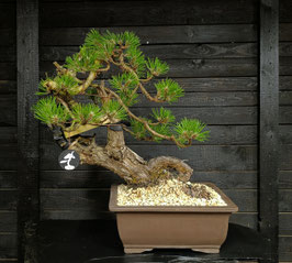 Europäische Schwarzkiefer - art.#N3