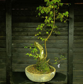 Sandbirke - art.#Y83