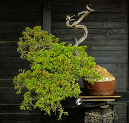 Sadebaum - art.#YS24