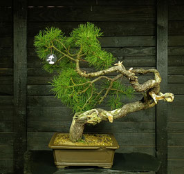 Bergkiefer - art.#YS19