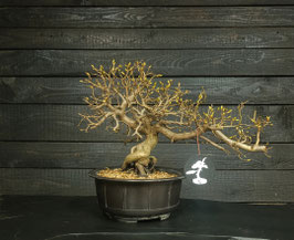 Koreanische Hainbuche - Art.#P22